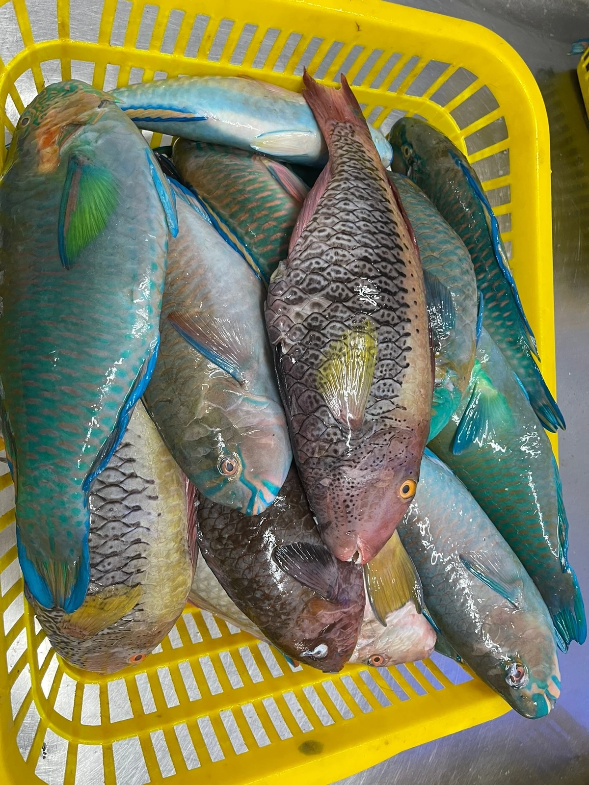 TOP QUALITY FROZEN NUTRITIOUS PARROT FISH WHOLE FROM INDONESIAN ORIGIN WITH ATTRACTIVE PRICE AND STANDARD PACKING