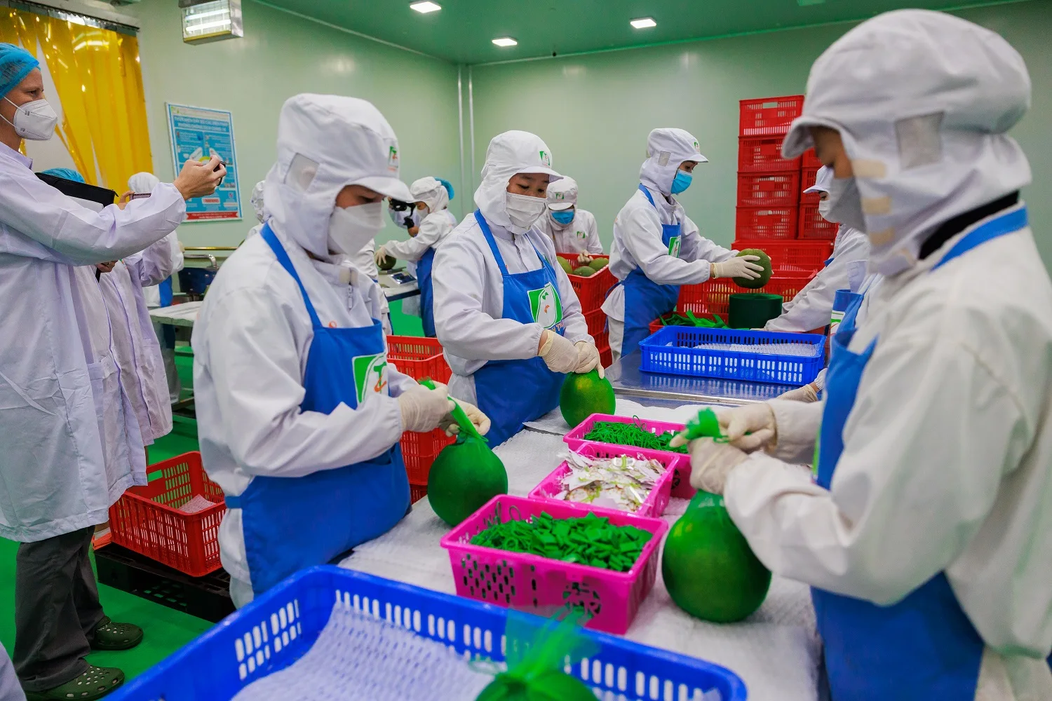 High Grade Organic Pomelo Grapefruit Natural Sweet Taste with Green Skin Fresh Citrus Fruit in Common Carton Box