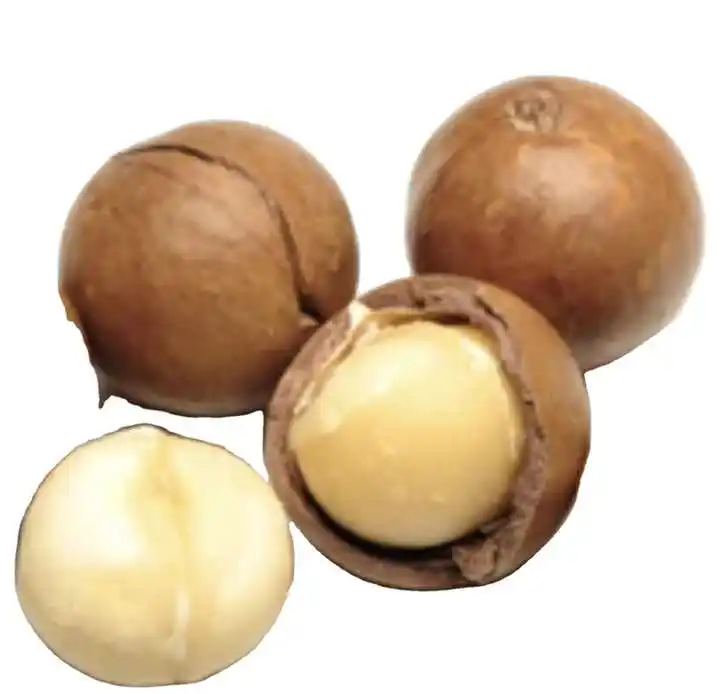 Natural Premium Quality Dried Roasted Macadamia nuts