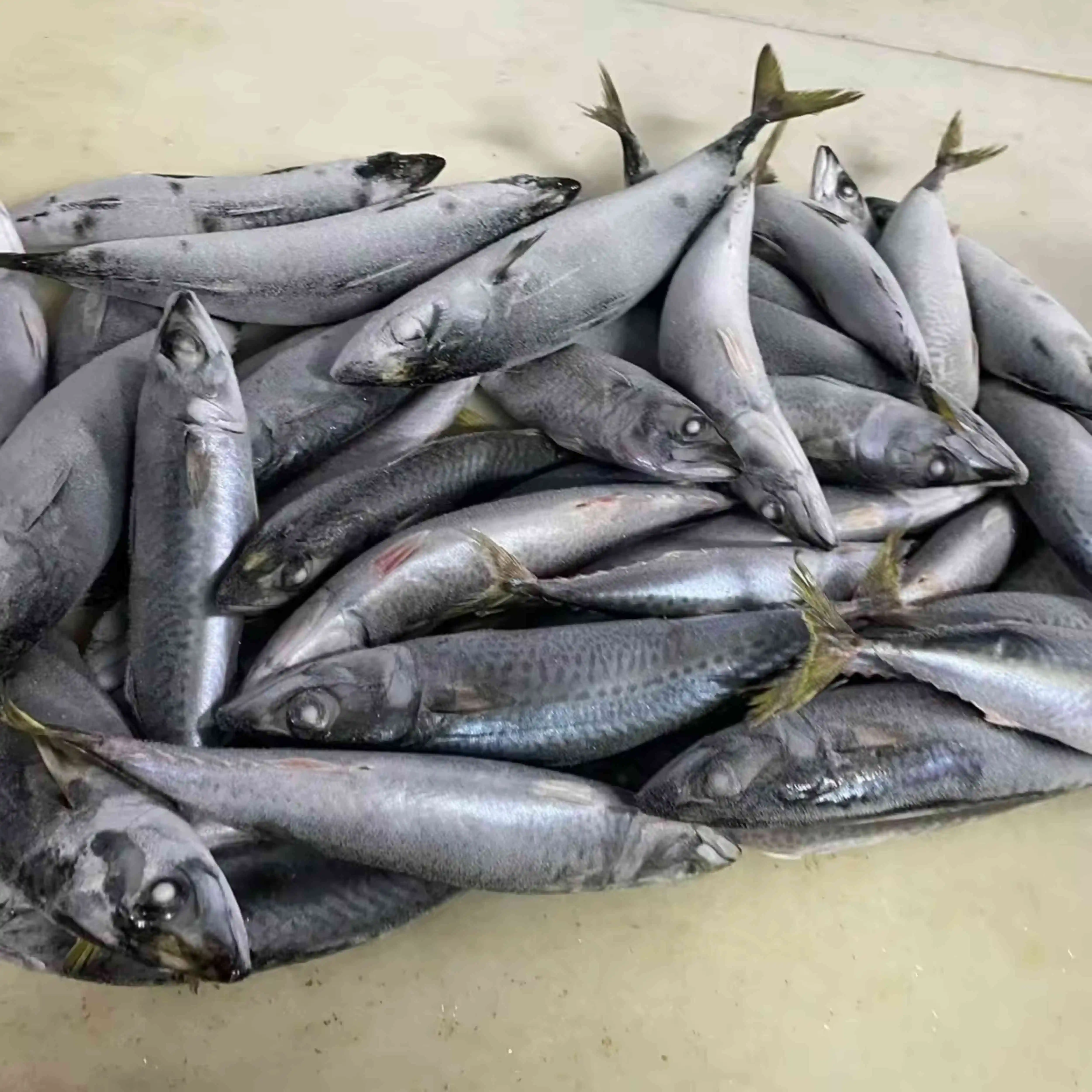 Frozen Fresh Mackerel Pacific Mackerel Fish