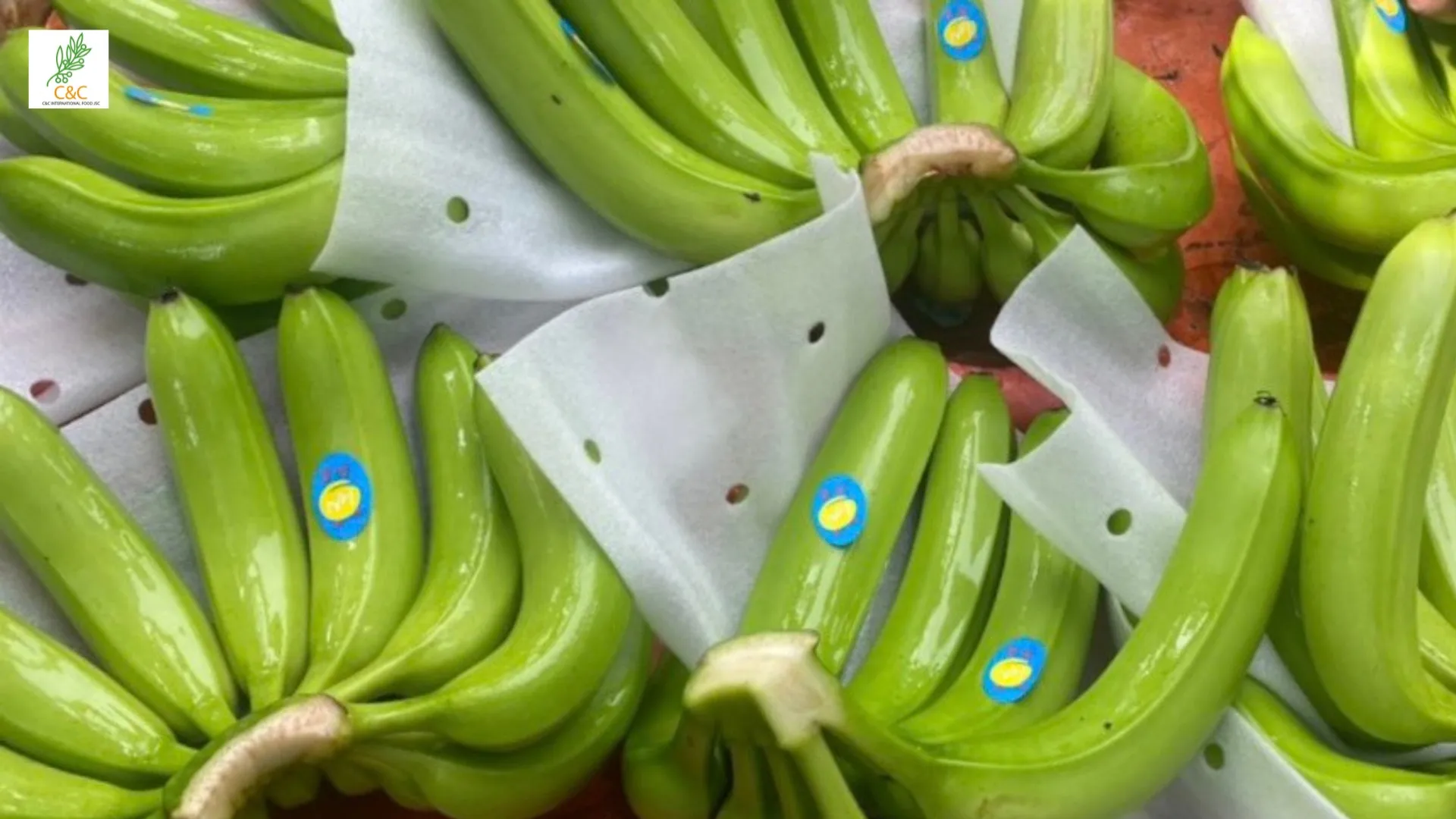 Fresh Cavendish Banana with High Quality from Vietnam Export Standard Common Cultivation