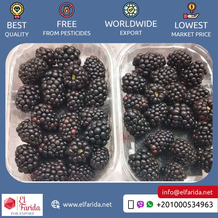 Best Buy Bulk Quantity Export Fresh Nutritious and Delicious Berries Natural Sweet Fruit Blackberry Available for Bulk Buyers