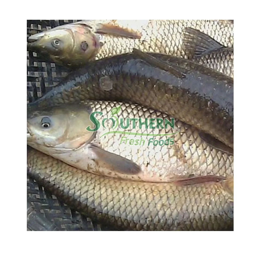 Top Quality Seafood 1-2.5kg kg Per Piece  Delicious Natural High Quality OEM Service Frozen Rohu Fish