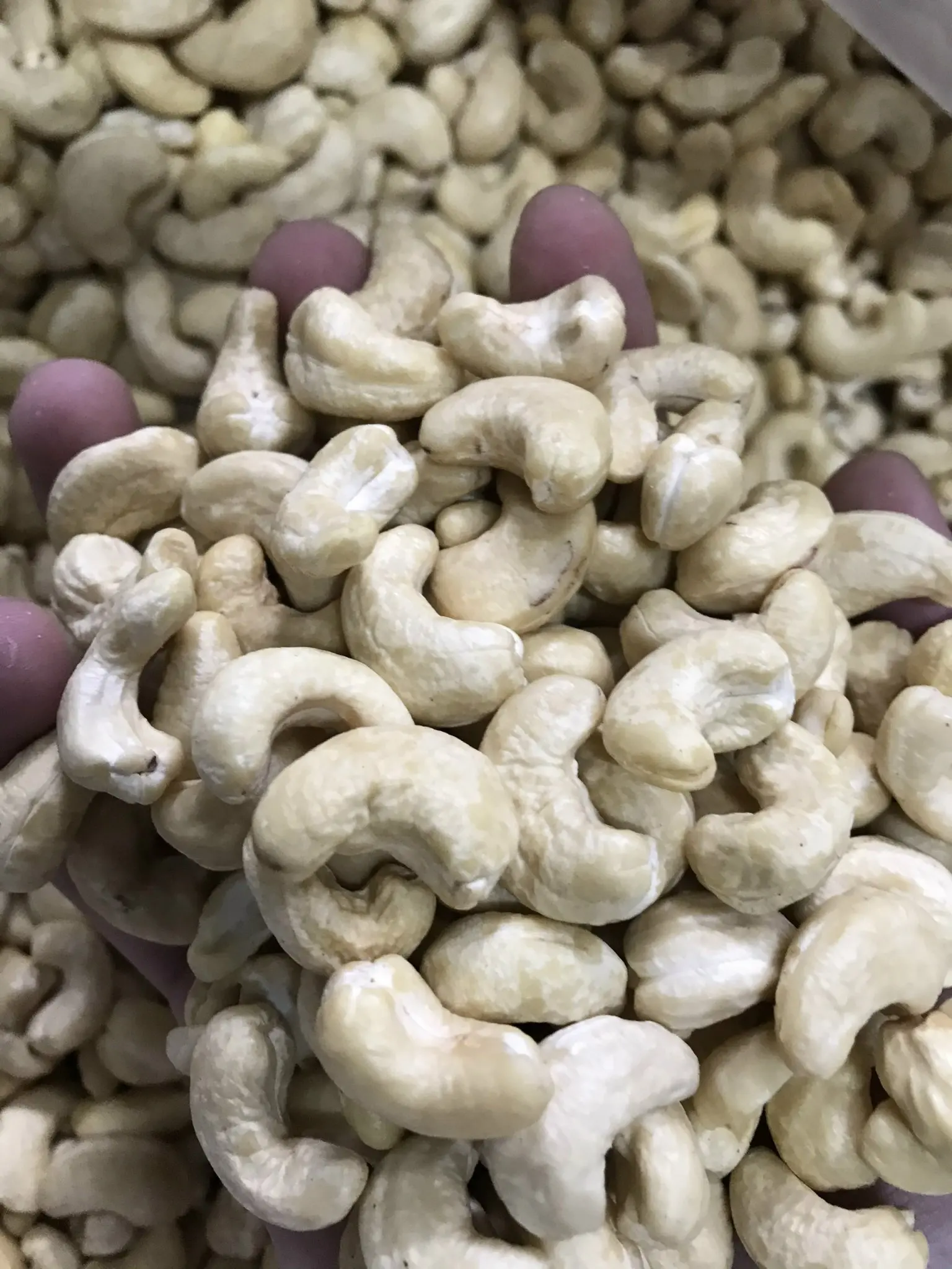 Vietnam Fresh Dried Processed CASHEW NUTS KERNELS in WW240 W240 W320 AFI Vacuum Bags for Food Applications  - ANNA DO