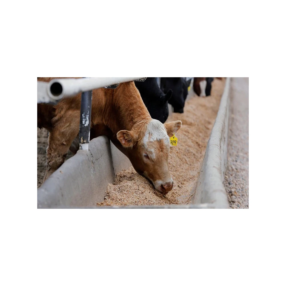 Livestock Feed for Animals