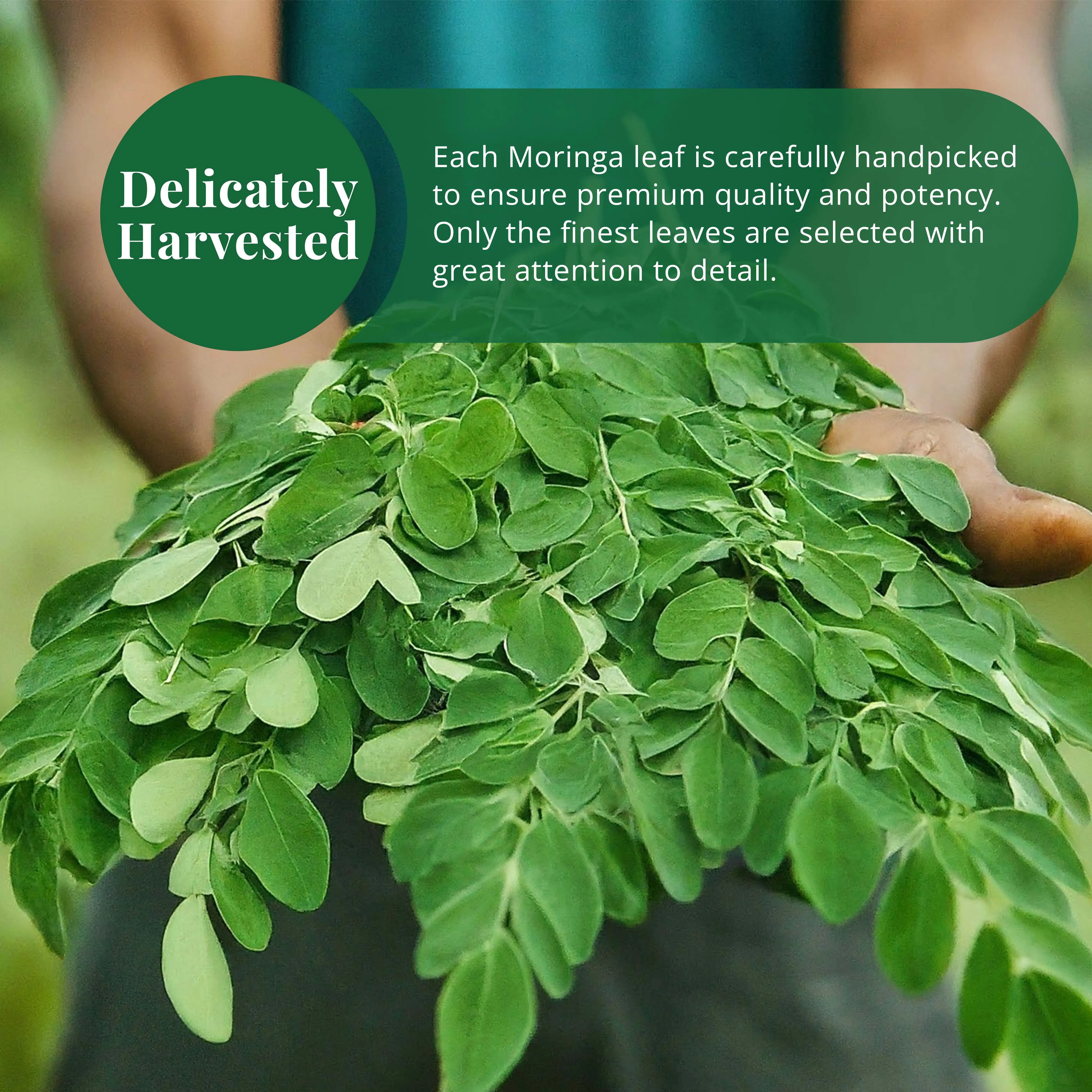Bulk Price Top Notch Quality Highest Selling 100% Herbal Extract Organic Moringa Leaf Buy from Top Exporter