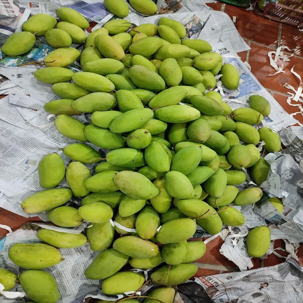 Healthy Fresh Mangos Agriculture Eat Normally Carton Packing Sweet 100% Natural Vietnamese Cat Chu Mango