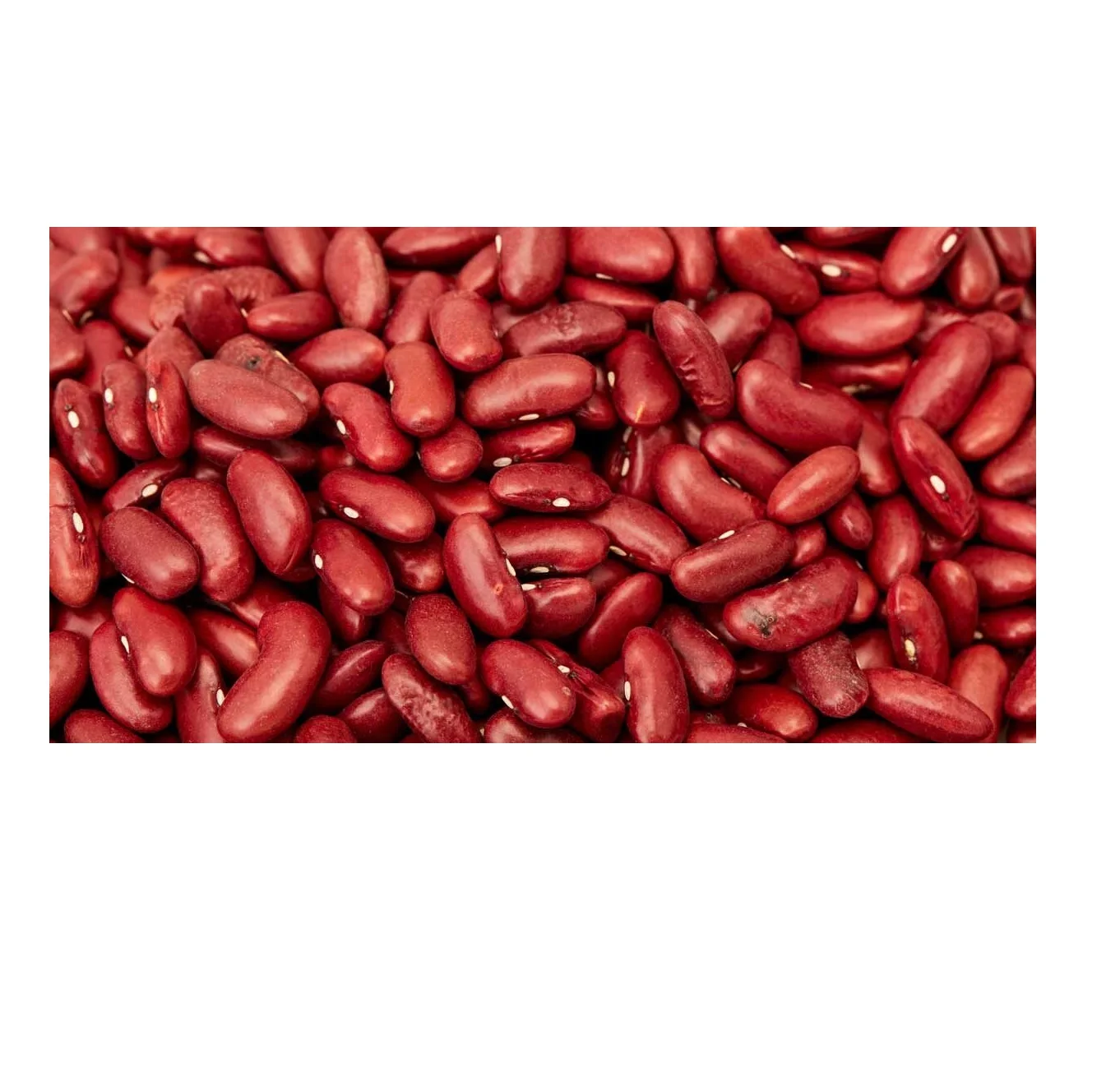 Shop Red Kidney Beans Now at Unbeatable Prices Perfect for Home Cooks and Chefs Enjoy Freshness and Quality in Every Dish