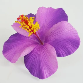Best seller good quality Handcraft Handmade artificial hibiscus foam flower with special tattoo and color pattern
