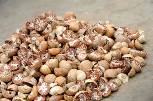 Top Quality Betel Nut Wholesale Dried Betel Nut Betel Nut Packing Bag Best Price For Exported