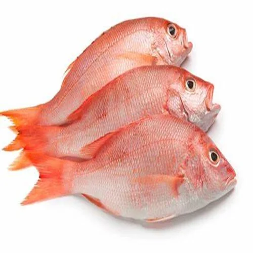 Frozen Fresh Whole Red Snapper Fish for Sale / Wholesale Frozen Red Snapper Fish