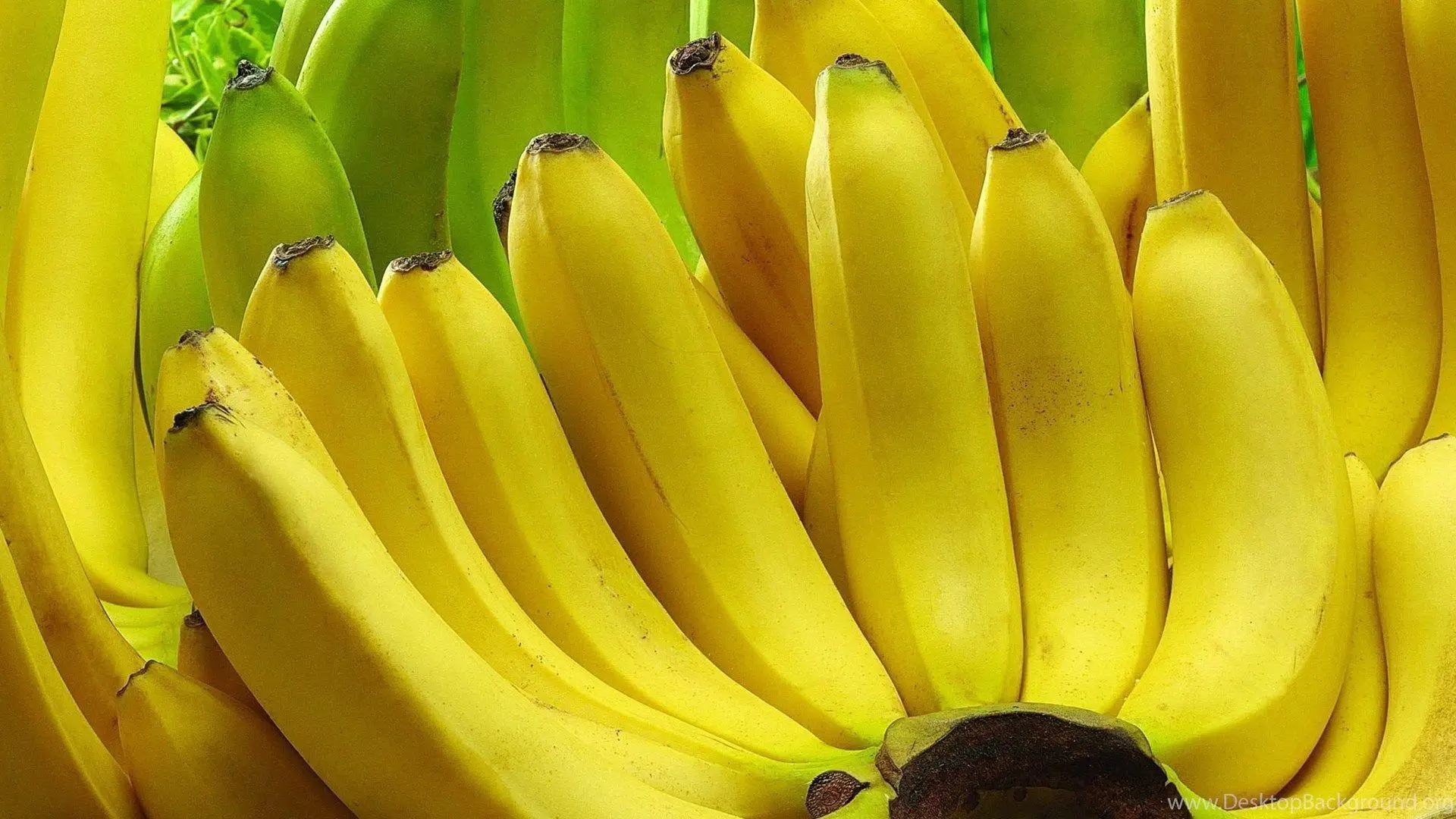 Hot Selling Price Of Fresh Fruit Bananas In Bulk Quantity