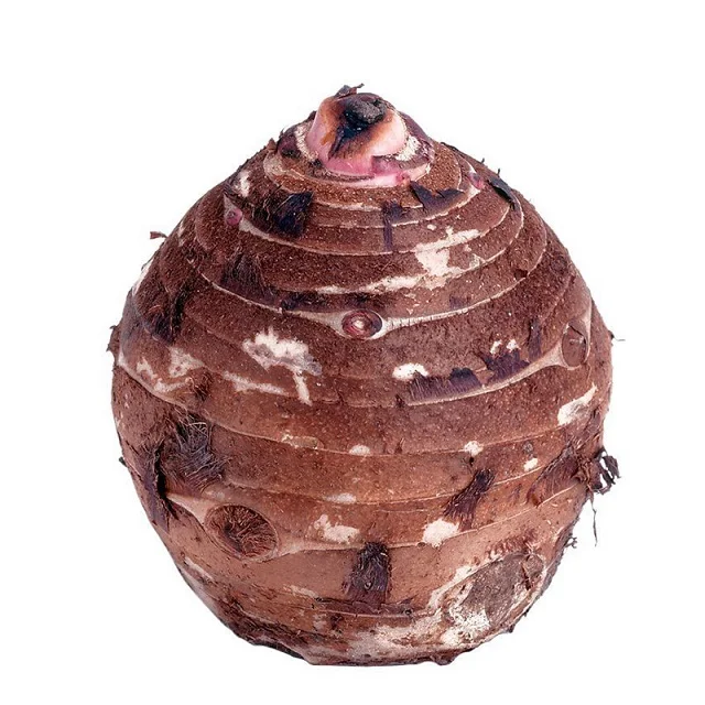 fresh taro for export natural delicious taro good quality taro supplier wholesale