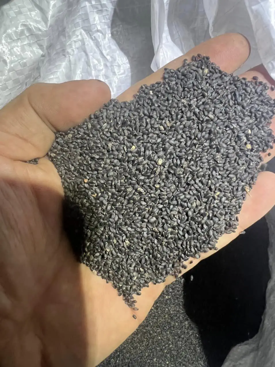 TOP QUALITY 2024 BASIL SEEDS WITH HIGH for WHOLESALE EXPORT