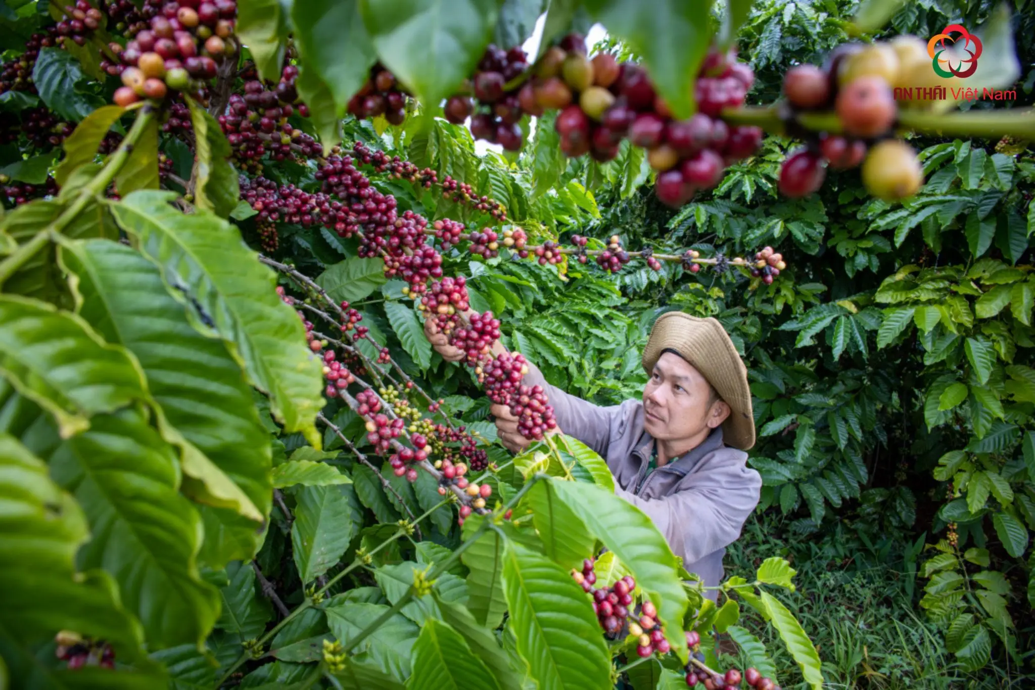 Competitive Price Instant Coffee From Vietnam 100% Robusta Strong Taste Material For Slimming Coffee Or 3 in 1 Coffee