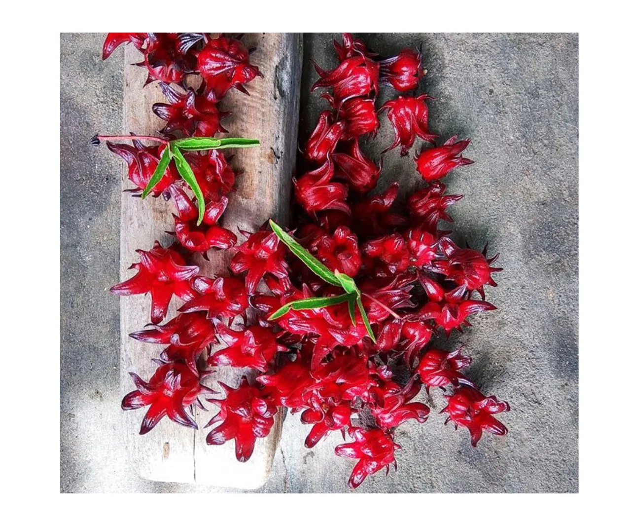 Wholesale Organic Hibiscus Fine Cut Hibiscus Tea Dried Hibiscus Flowers