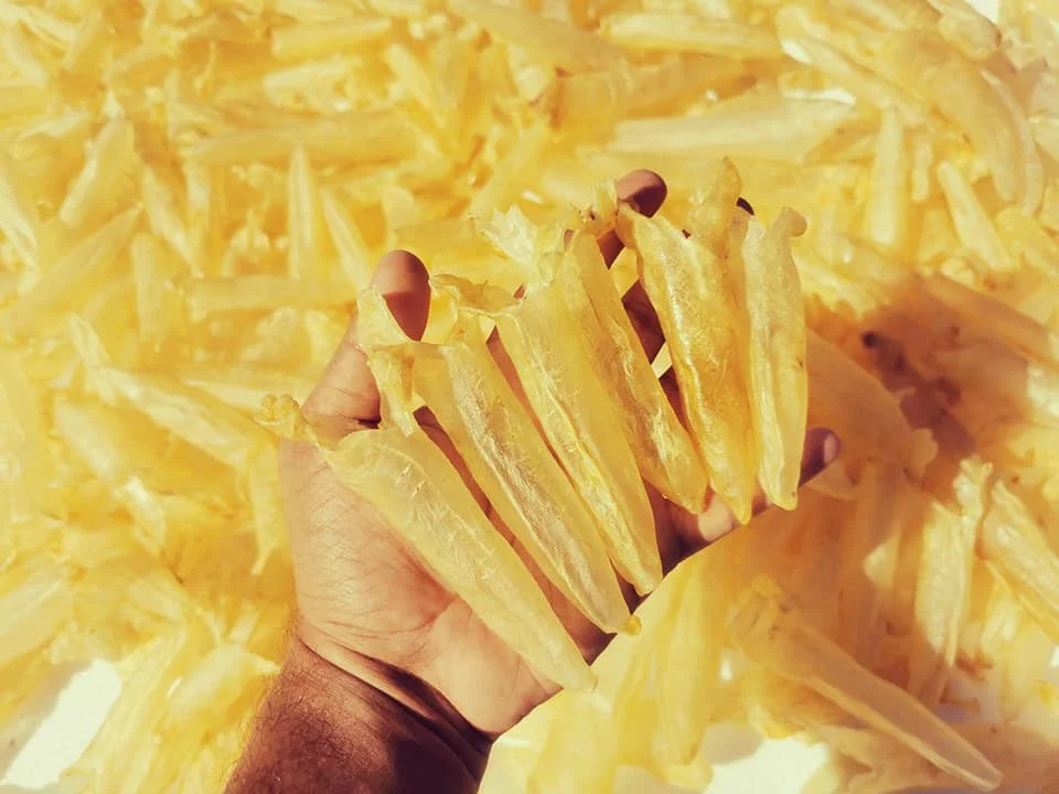 Top Qulaity Koral Fish Maw 100% Natural Dried Sea  Food from Bangladesh Sea Bass Fish Maw EEL Quality Fish Maw