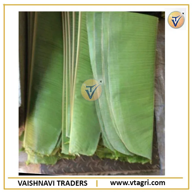 Long Fresh Banana Leaf exporter from India - Green Banana Leaves - Banana Leaves supplier