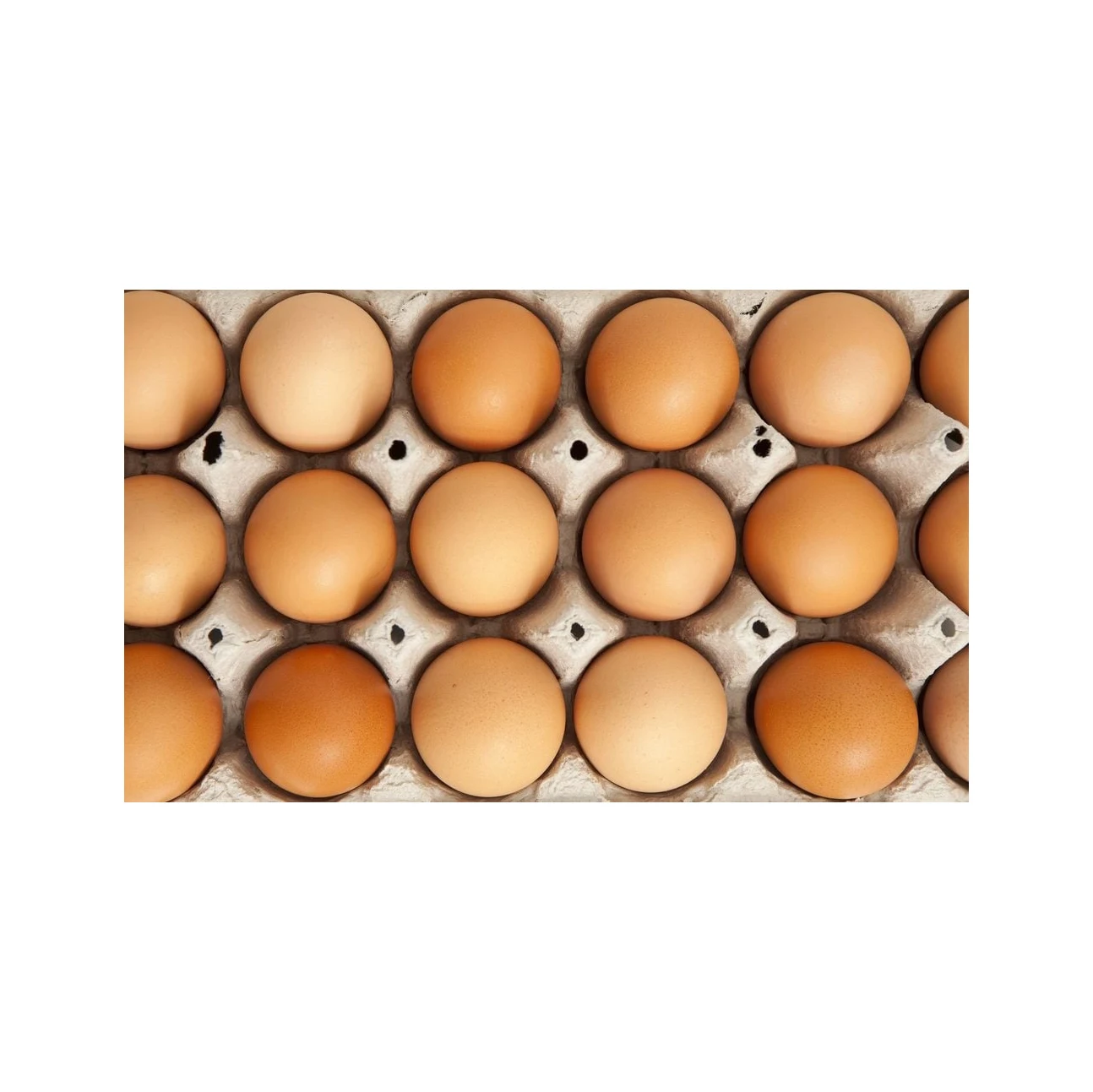 Коричневые куриные яйца свежие столовые для оптовой дешевой цены