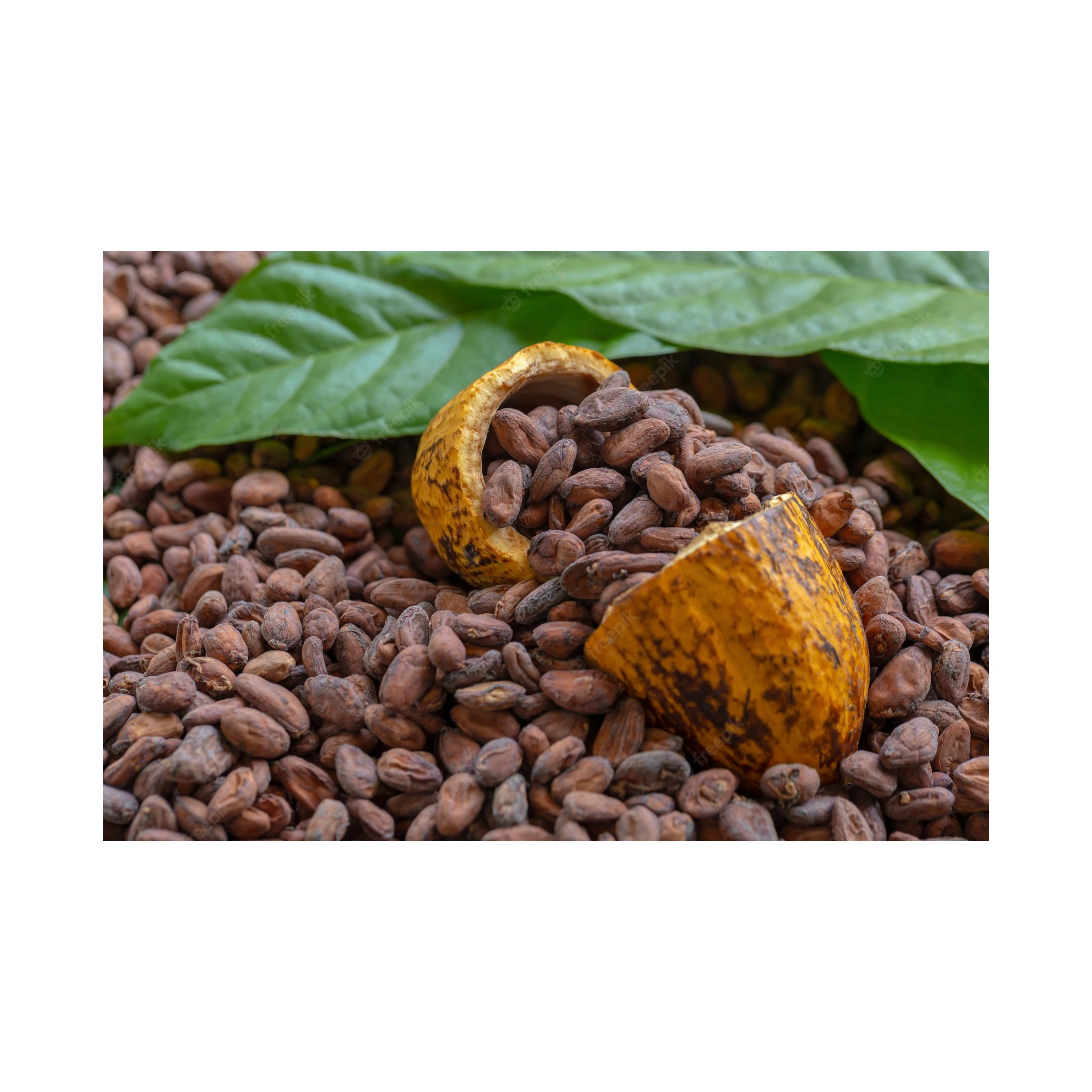 Bake Material Natural Wholesale Price Dried Raw Cocoa Beans Coco Bean for Sale
