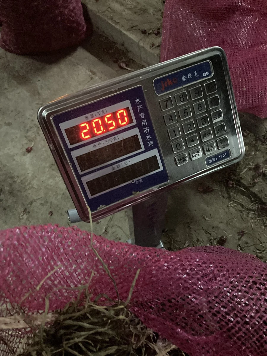 Thai Bawang Merah Thai Vegetable Fresh Red Shallot +66934602728 Onion Mesh Bag Good Grade Ready to Export from Thailand