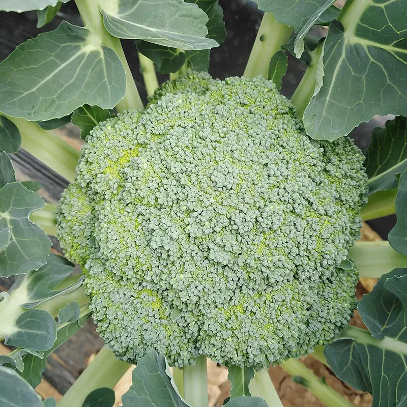New harvest fresh broccoli hot sale fresh vegetables wholesale price green broccoli