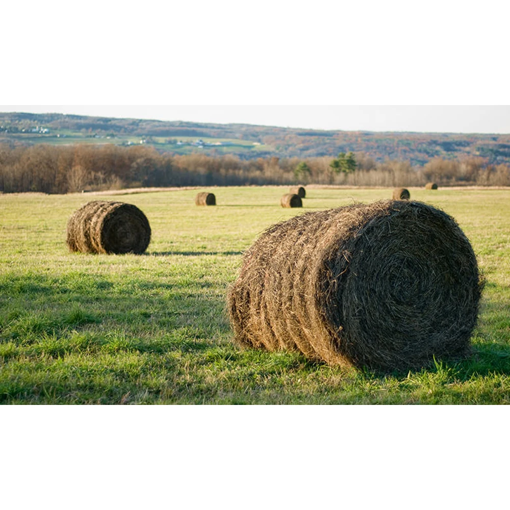 2022  Super Top Quality Alfafa Hay for Animal Feeding Stuff Alfalfa / Timothy / Alfalfa Hay for Sale