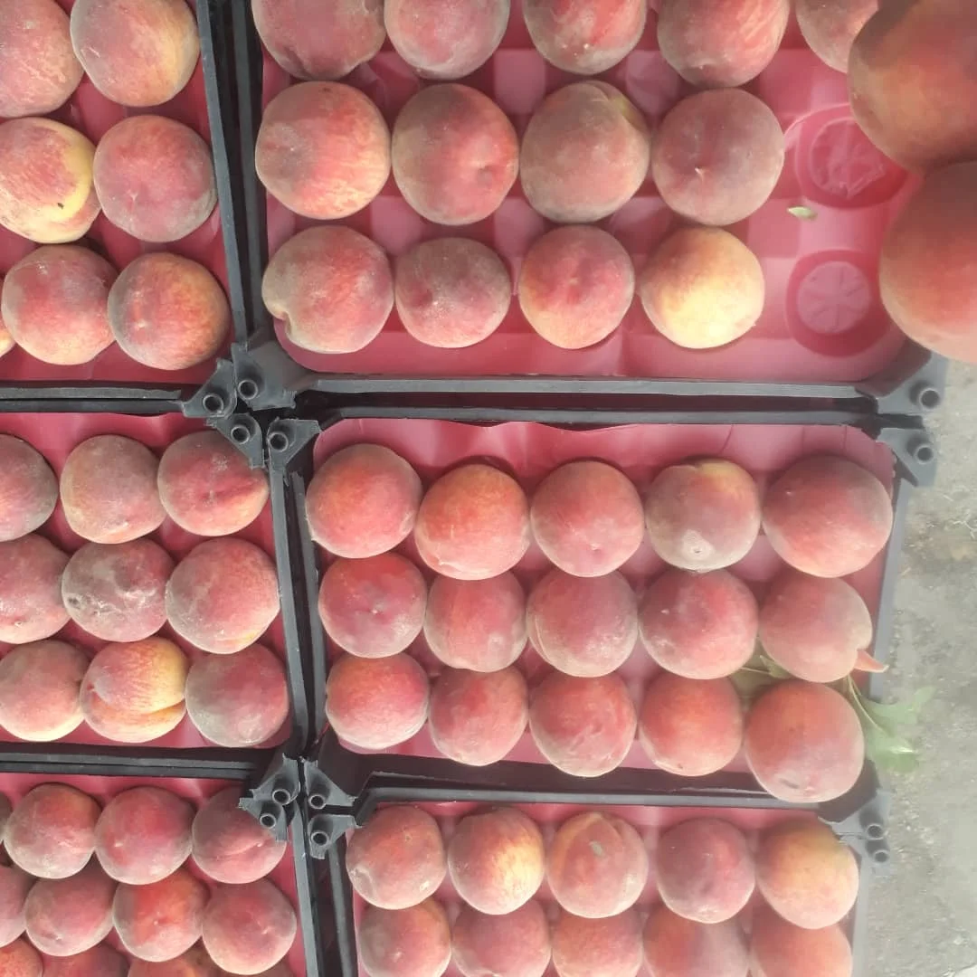 Fresh Peaches Nectarines  big size peaches hot sale summer fruit juicy peaches