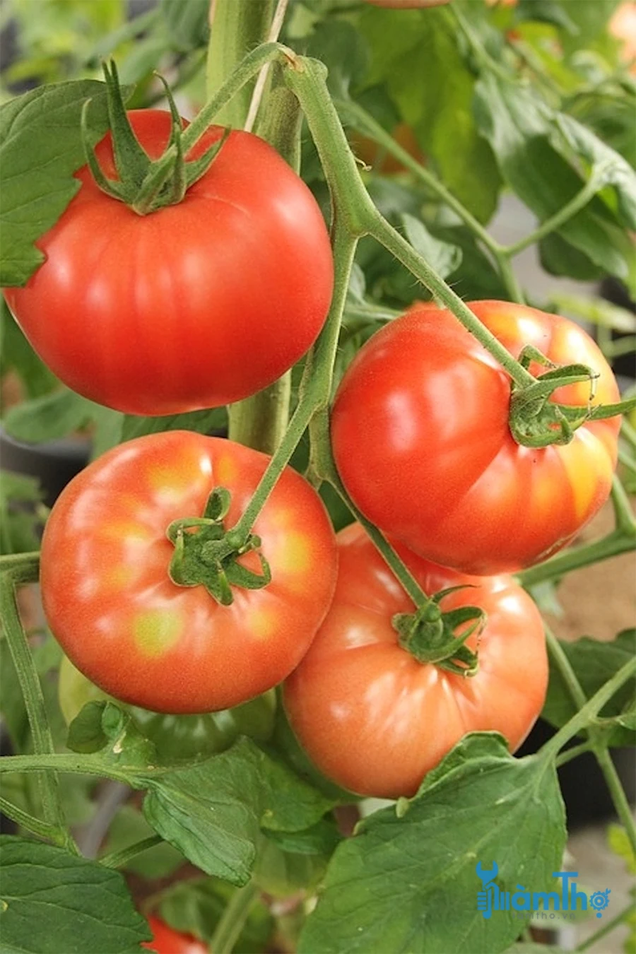 FRESH TOMATOES from Vietnam Green Style GLOBAL GAP Color Weight Origin Type Roma Variety Greenhouse Grade TOMATO Product Place