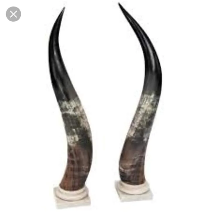 customized natural handcrafted Eco friendly top quality polished viking drinking horn for home restaurant and hotel from India.