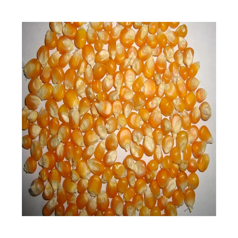 Yellow Corn Non-GMO Fit for Human Consumption and Animal Feed/Origin brazil yellow corn