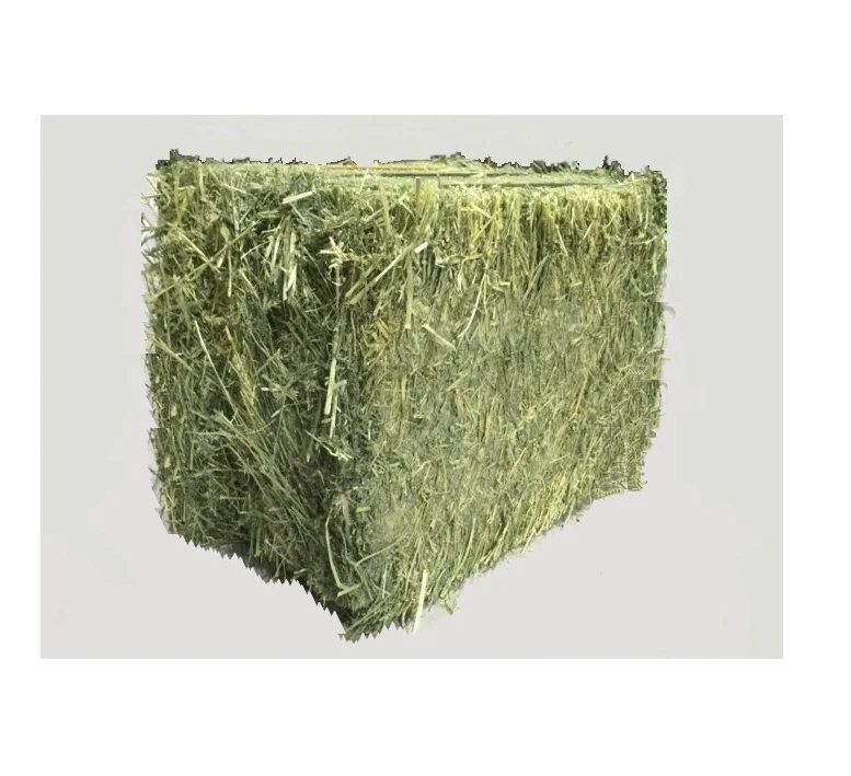 Affordable Alfalfa Hay for Animal Feed for Sale Great Value for Bulk Purchases Ideal for Farms and Animal Care Providers
