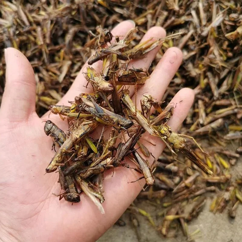 High Quality Dried Grasshopper Dry Locusts