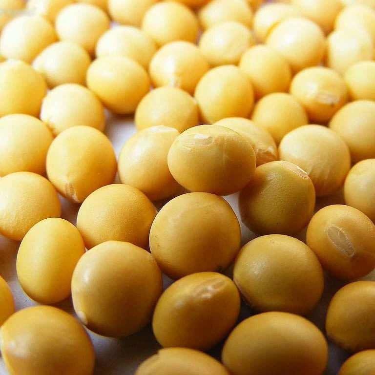 Wholesale organic soyabeans soya beans  soyabeans available directly from India A grade organic soyabeans