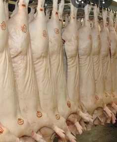 Frozen Pork Carcass 4-way 6-way Cuts Buy Whole Pork Carcass in Cheap Sellers Fast Shipping Worldwide