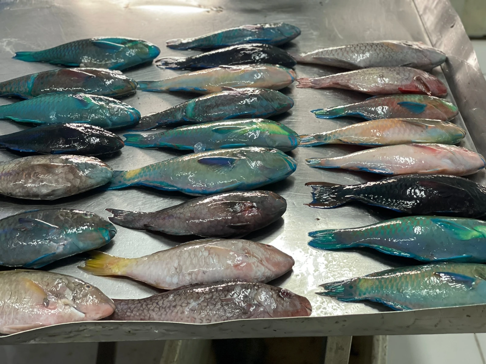 TOP QUALITY FROZEN NUTRITIOUS PARROT FISH WHOLE FROM INDONESIAN ORIGIN WITH ATTRACTIVE PRICE AND STANDARD PACKING