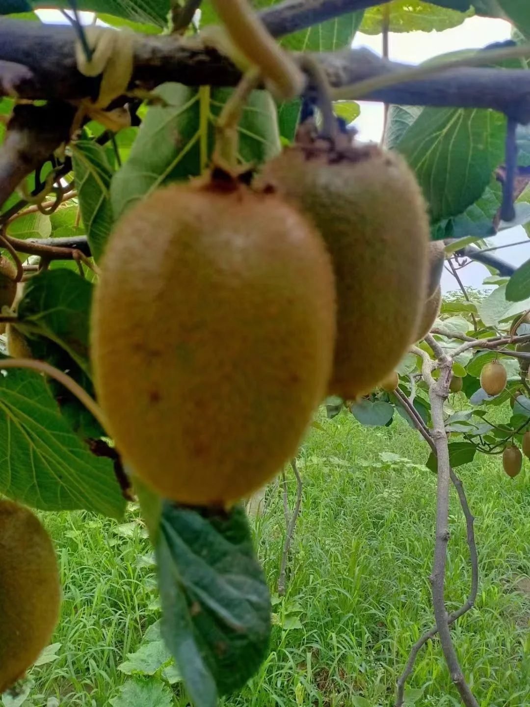 Excellent cost performance reasonable price fresh fruit kiwi