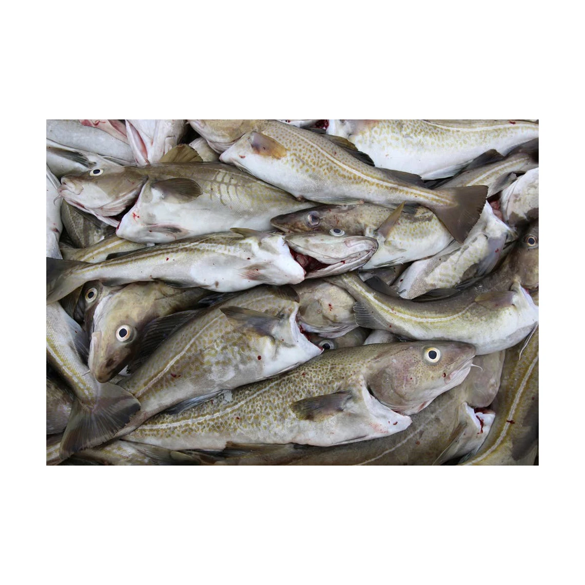 Best Quality Fresh Atlantic cod Fish / Fillets Fresh Stock Bulk Wholesale Exports