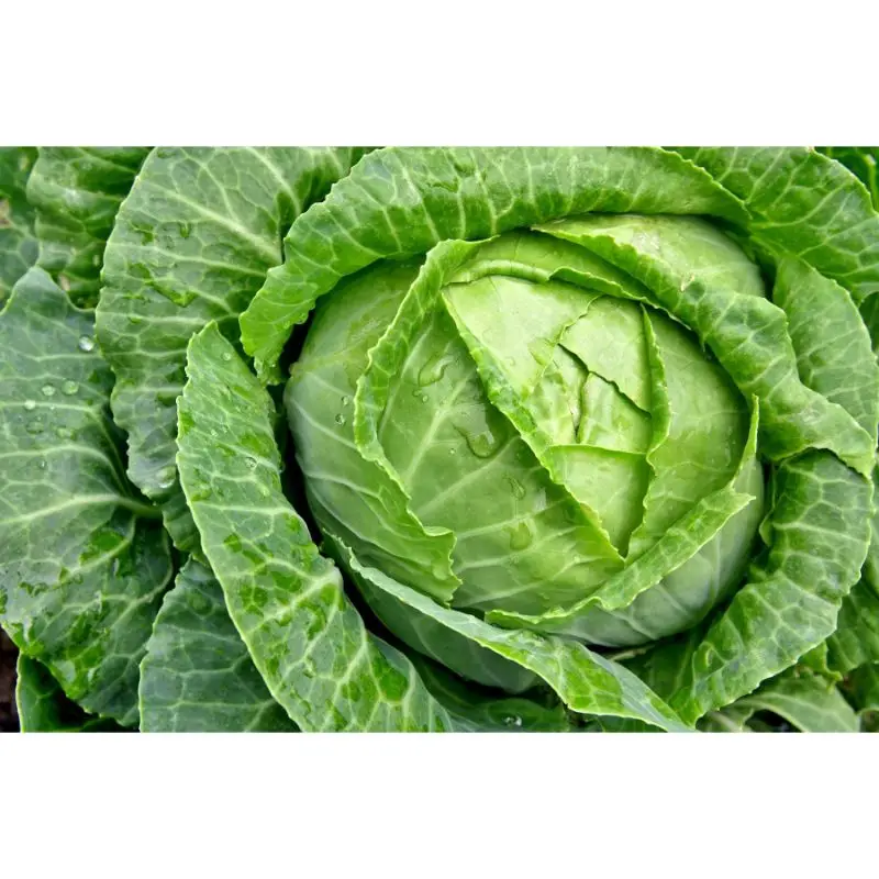 Экспортер свежих овощей капусты MN GLOBAL