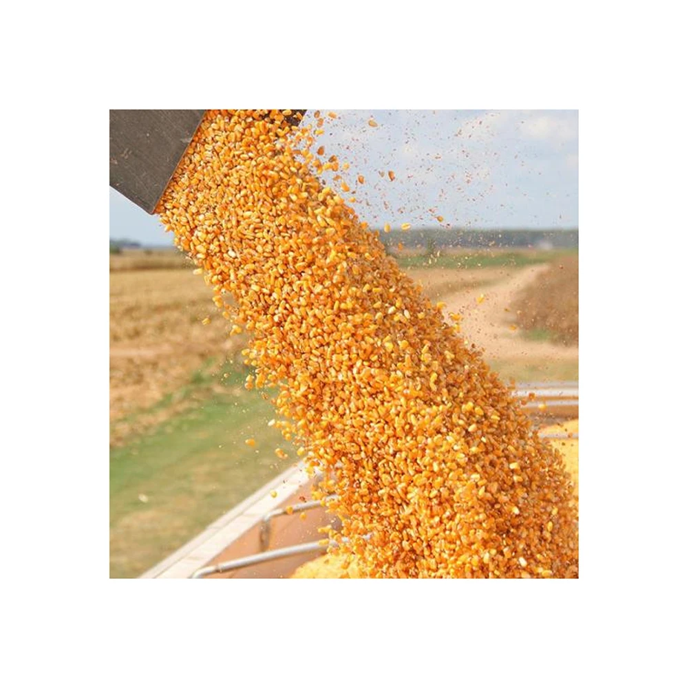Yellow Corn Hot Selling High Grade Yellow Maize Corn Price in brazil