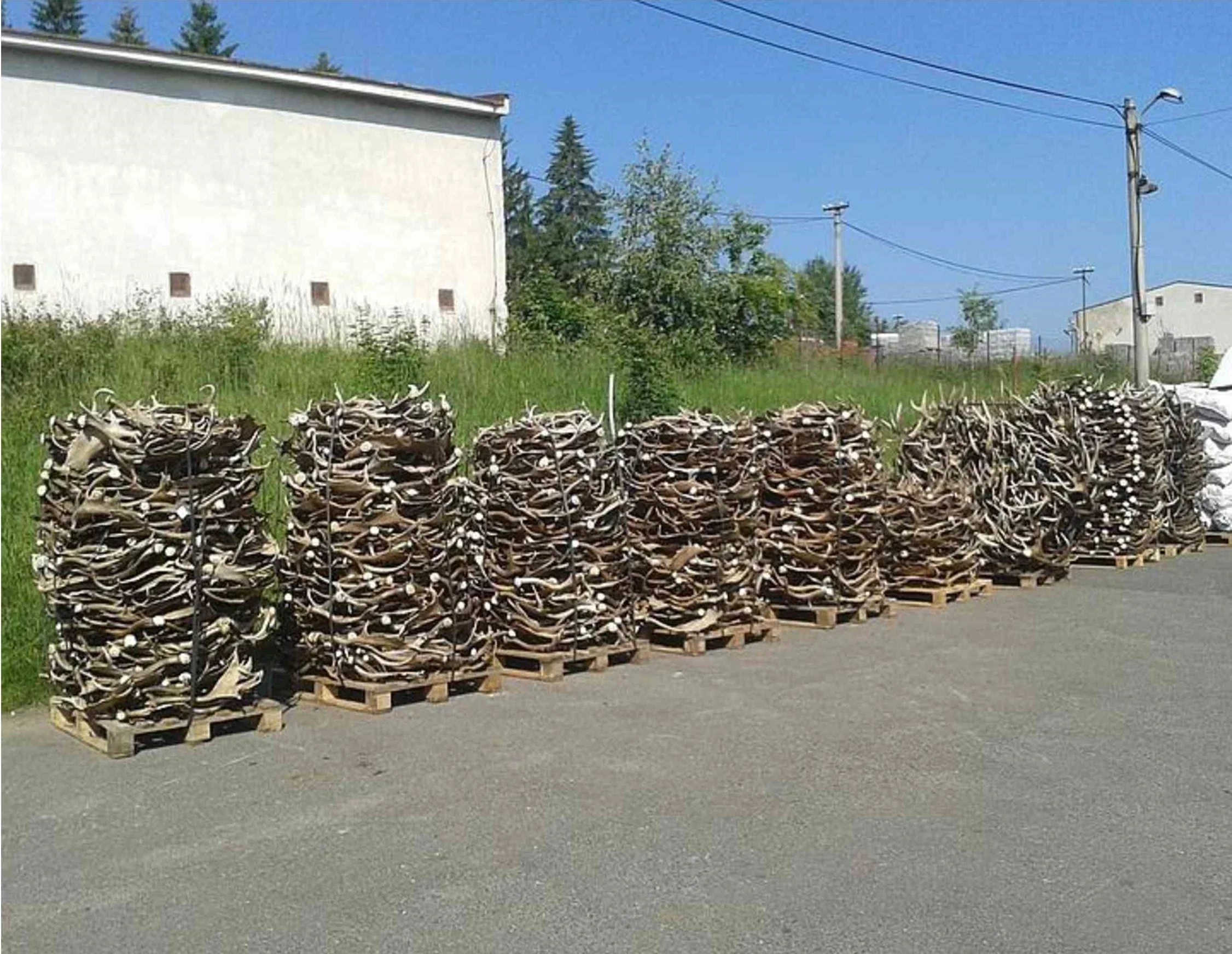 Оленьих рогов и оленя для кормления | Основные олень корма (DER-040416)