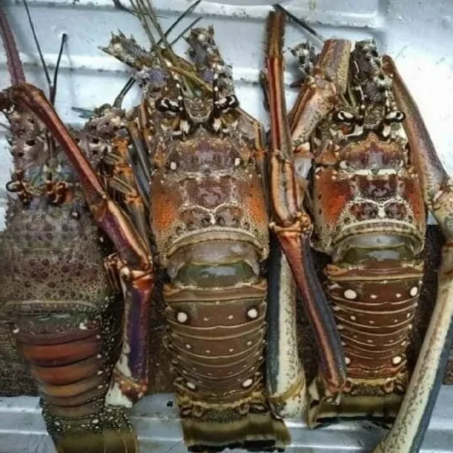 Fresh Frozen Lobsters, Raw Lobsters, Live Lobsters with Highest Export Quality