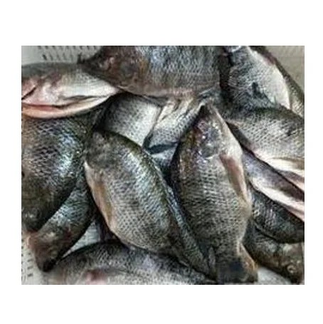 Top Quality Frozen fish tilapia | Whole Red Tilapia Fish For Sale At Best Price
