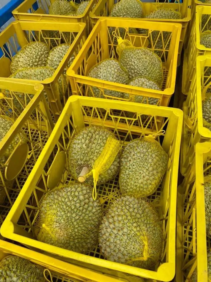 Vietnamese standard premium frozen seedless durian Ms Sophie