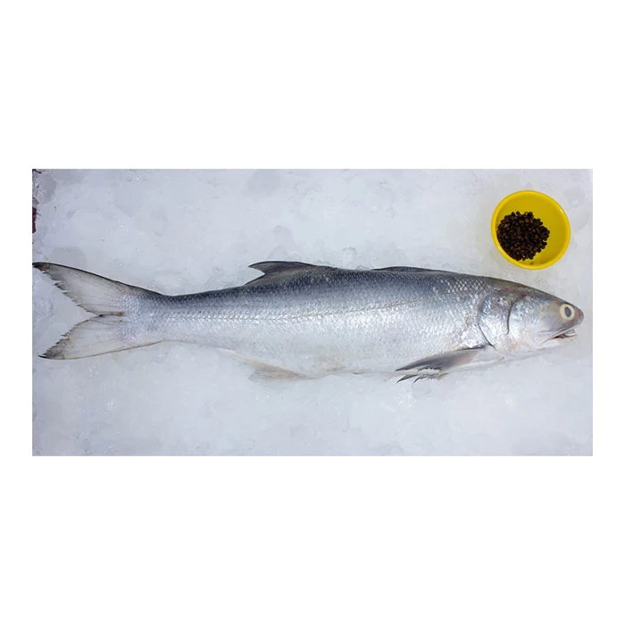factory price fresh fish Frozen Salmon Fish Pink Fresh Salmon