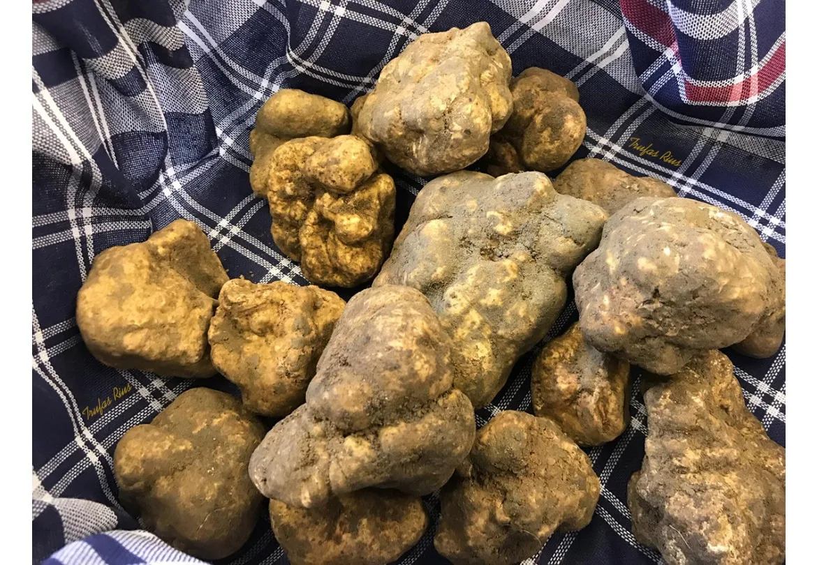 Свежие Роскошные итальянские