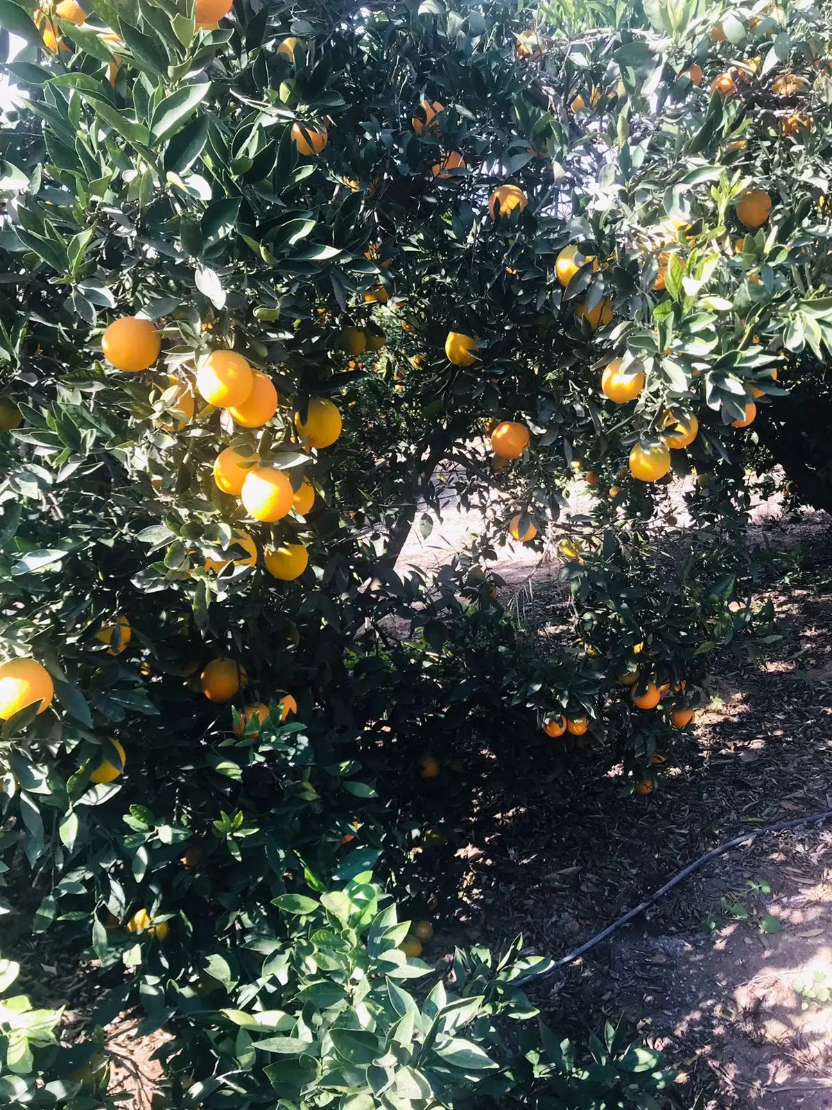 Fresh Abusra oranges from Egypt