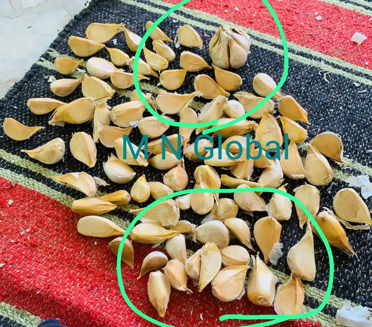 G1 Elephant Garlic / fresh garlic export in Tin packing