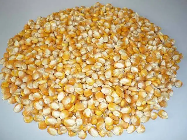Новый урожай желтая кукуруза для людей и животных потребление желтой кукурузы от индийского поставщика
