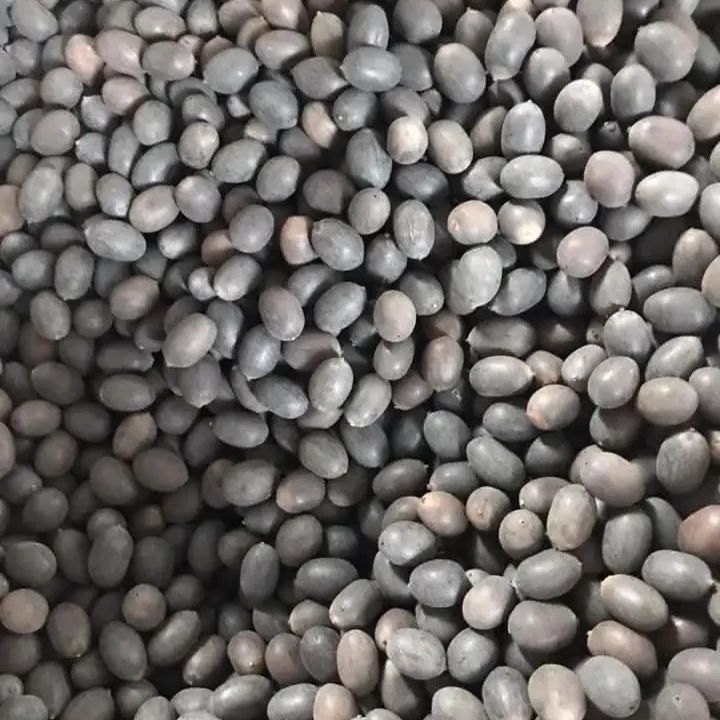 Vietnam dried lotus seeds cleaned grade cheapest prices
